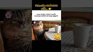 කෝ... 😂🐱 #videovlog #youtube#shorts