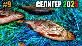 СЕЛИГЕР 2025 ЧАСТЬ 9