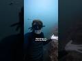 Diving is fun until.. 😂 #zerovisibility #trending #freediving #scubadiving #diving #visibility