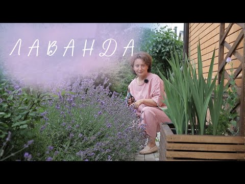 Video: Lavanda angustifolia