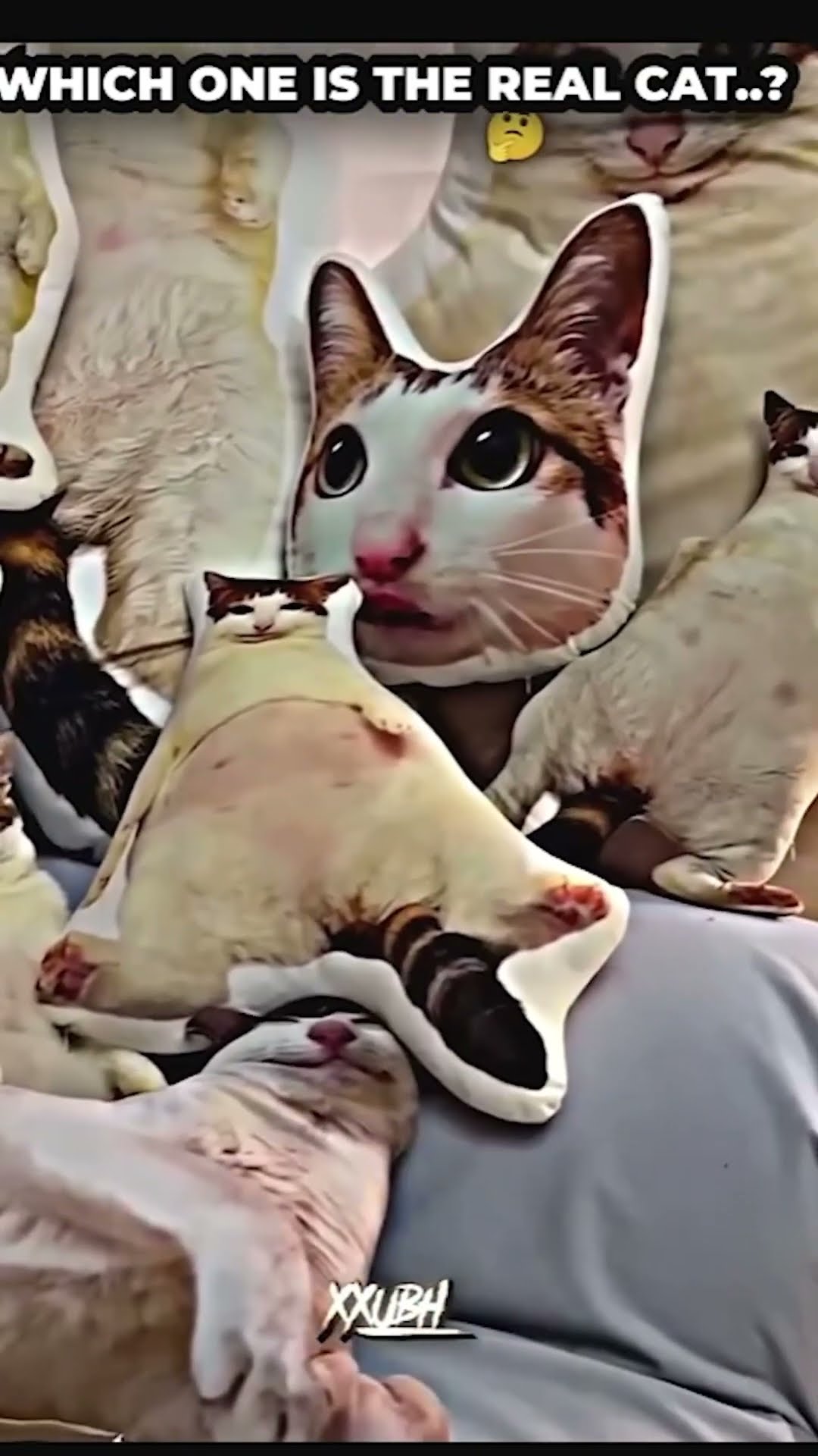 Encuentra el GATO REAL?