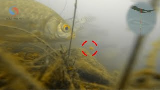 CÂU CÁ DIẾC| CẬN CẢNH CÁ ĂN MỒI dưới nước! Mồi câu cá diếc - Crucian Carp Fishing