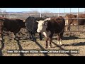 Session 1 Big Bend Beef 706 January 2023