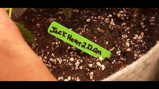 day 42veg of Jack Herer and Island Sweet Skunk and day 24 of OG KUSH AUTO