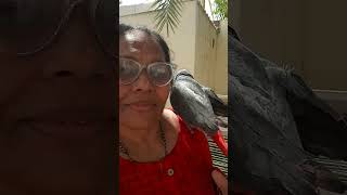 my  Gray parrot dance #youtubeshorts