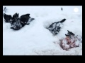 Le mystère des oiseaux morts gagne l'Europe