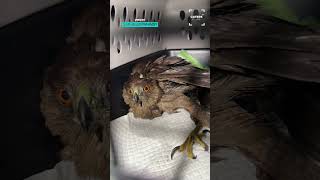 Giving This Injured Hawk A Second Chance
**Please contact licensing@catersnews.com for media / licensing / broadcast usage**
SUBMIT A VIDEO: https://www.catersnews.com/submit-content/
Connect with Caters:
Facebook: https://www.facebook.com/CatersNews/
Website: https://catersmediagroup.com/
Instagram: https://www.instagram.com/caters_news/
Company Information:
Caters Clips is owned and operated by Caters News Agency Ltd, an international multimedia content provider. We supply news, picture, video and feature stories to the world’s largest media publishers.
All videos aired on this channel have been licensed from their rightful owners Giving This Injured Hawk A Second Chance