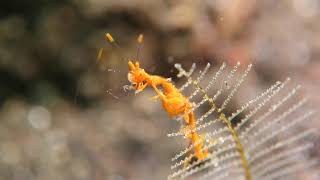Skeleton Shrimp - Caprellidae