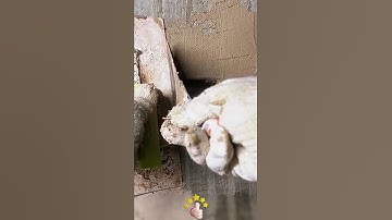 Skills for repairing wall - embedded wire box slots