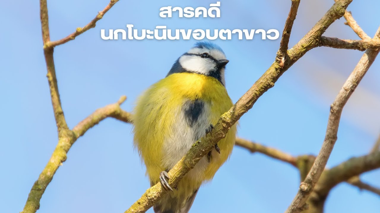 Документальный фильм: Белоглазый бонин с островов Огасавара