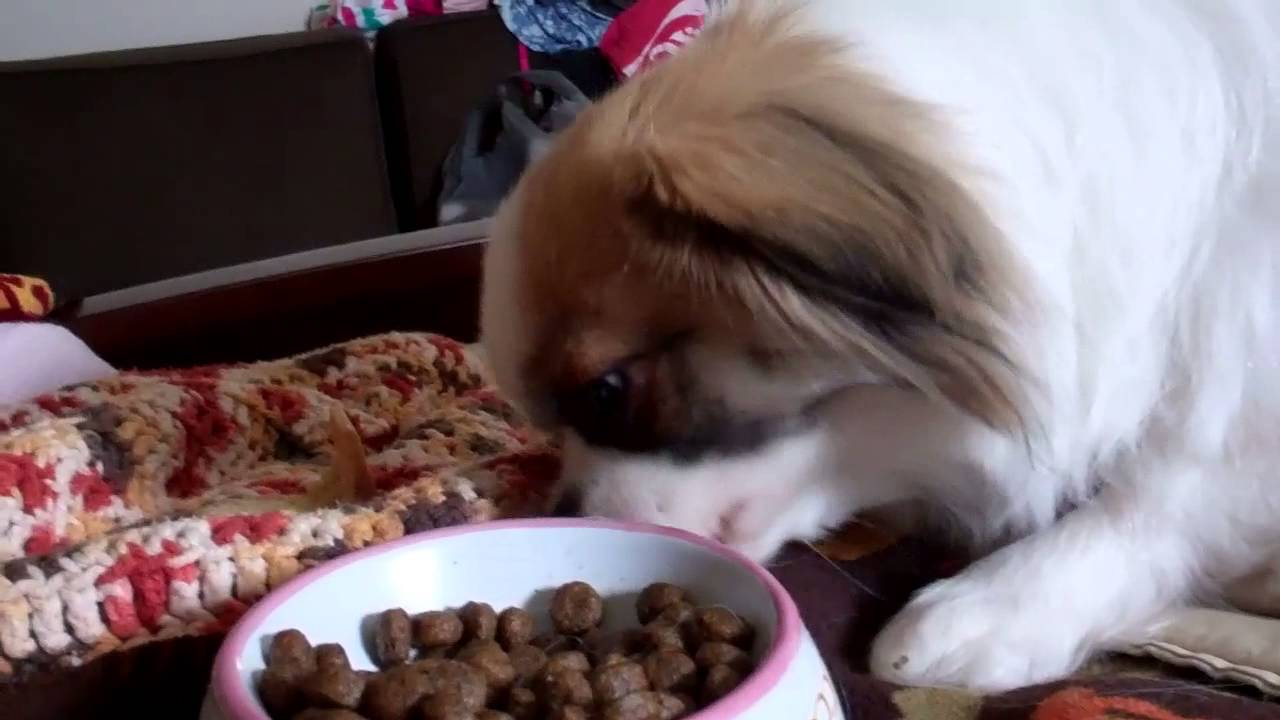 Dog Eating ASMR - Baby Eating Hard Food