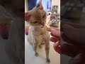 #猫動画 ガブリにゃん 🐾