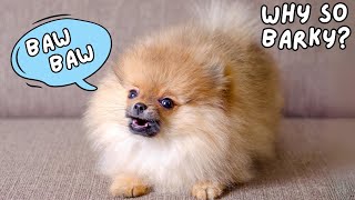 Why Do Pomeranians Bark So Much?