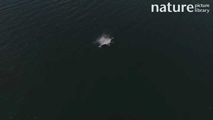 Drone shot of Oceanic manta ray breaching and landing on back, Fiji, Pacific Ocean.