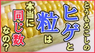 【検証】とうもろこしのヒゲと粒は同じ数か【にじさんじフミ】