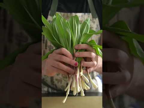 Videó: Rámpás zöldségnövények – Mik azok a rámpás zöldségek és tippek a rámpák termesztéséhez