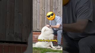 This is my daddy 🩵🩵🩵 #doglife #samoyed #cutedog #happydog #viral