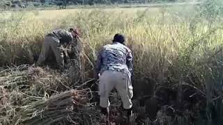 Rombe Fare Mbojo Bima NTB