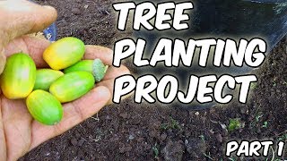 Tree Planting Project|Trees From Seed|Part 1 screenshot 3