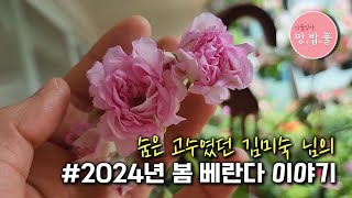 제라늄,숨은 고수였던^^ 김미숙님의 2024년 봄 베란다
