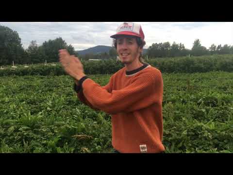 Video: Ako Získať Prácu V Nórsku