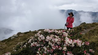 2019.05.05合歡山高山杜鵑-石門山花海仙境