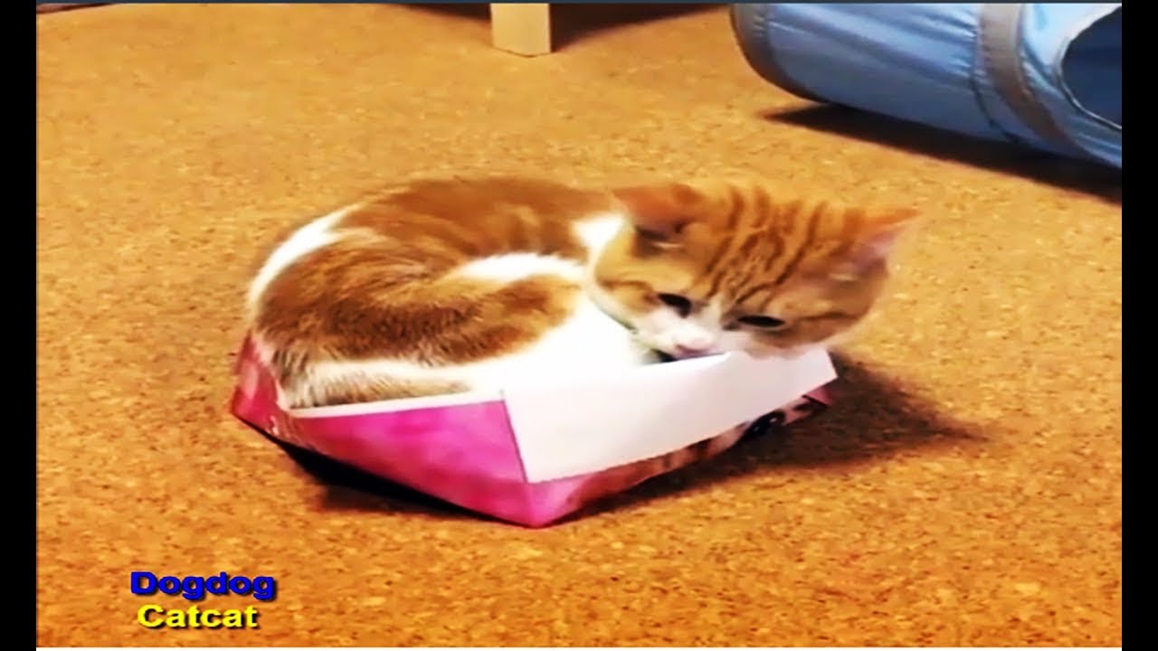 Fühlst du, dass die Katzen so süß sind? YouTube