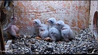 Cornell Kestrel Cam ~ Two Feedings ~ Junior Goes On Wild Ride Again; Big Bites, Long Pulls 6.24.18