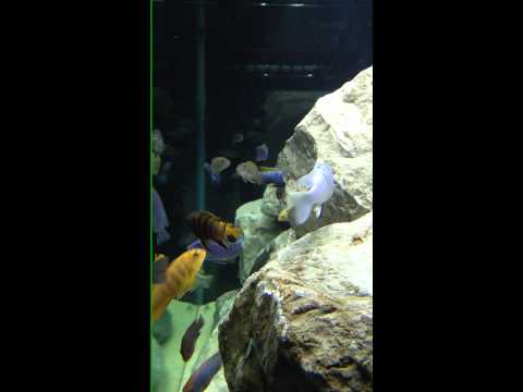 Mixed 5ft Cichlid tank veiw from one end 1 of 2