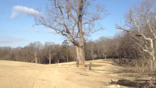 Tulip poplar by Red Dog Rebuilds 42 views 11 years ago 37 seconds