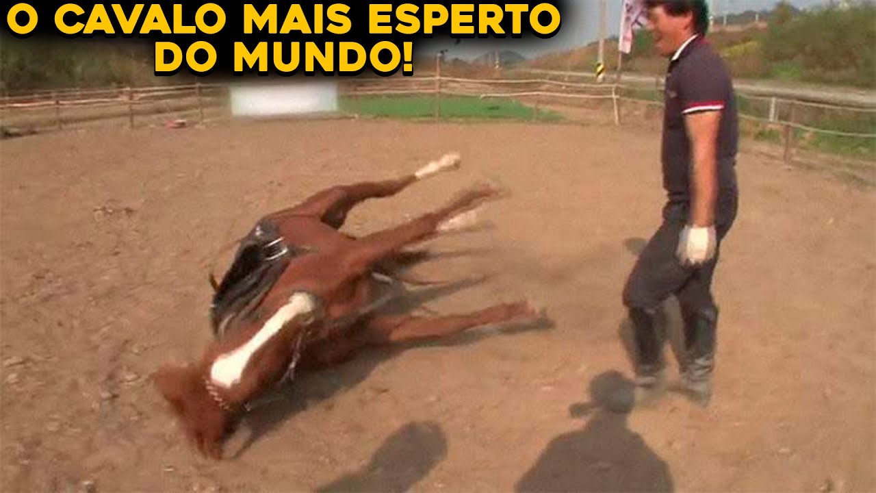 CAVALO SE FINGE DE MORTO TODA VEZ QUE ALGUÉM TENTA MONTA-LO