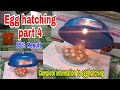 Simple egg hatching part 4 | result 85%