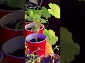 Iron Bridge Seedlings be seeding!
