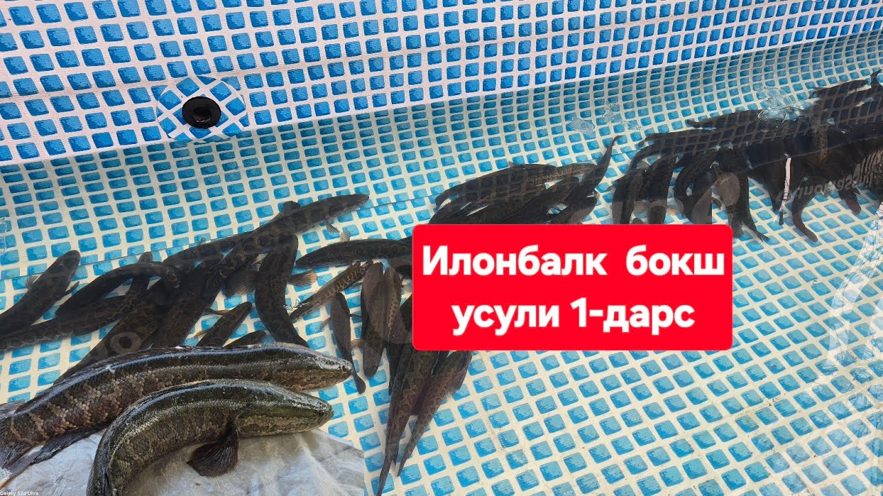 Уй шаройитида Илонбалк бокиш усули 2025 йил