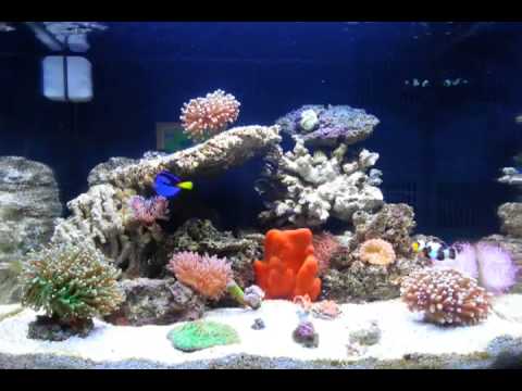 My biocube 29