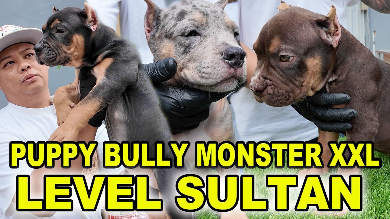 Puppy Bully Monster XXL Level Sultan - Size Extra Jumbo - Warna Exotic - Jambi SuperBulls