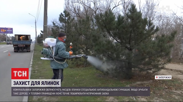 У Запоріжжі комунальники почали обприскувати ялинки антивандальною сумішшю