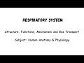 The Respiratory System Explained Clearly | Anatomy, Breathing &amp; Gas Exchange
