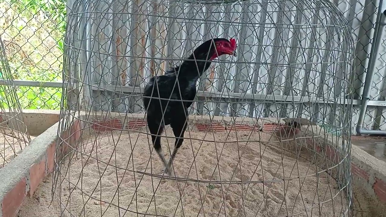 9/3 ô mở mỏ đăng cấp, zl 0358...006...146