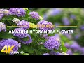 【4K Hydrangeas 】Amazing Beautiful Hydrangeas Scenery with Relaxing Music for Stress Relief