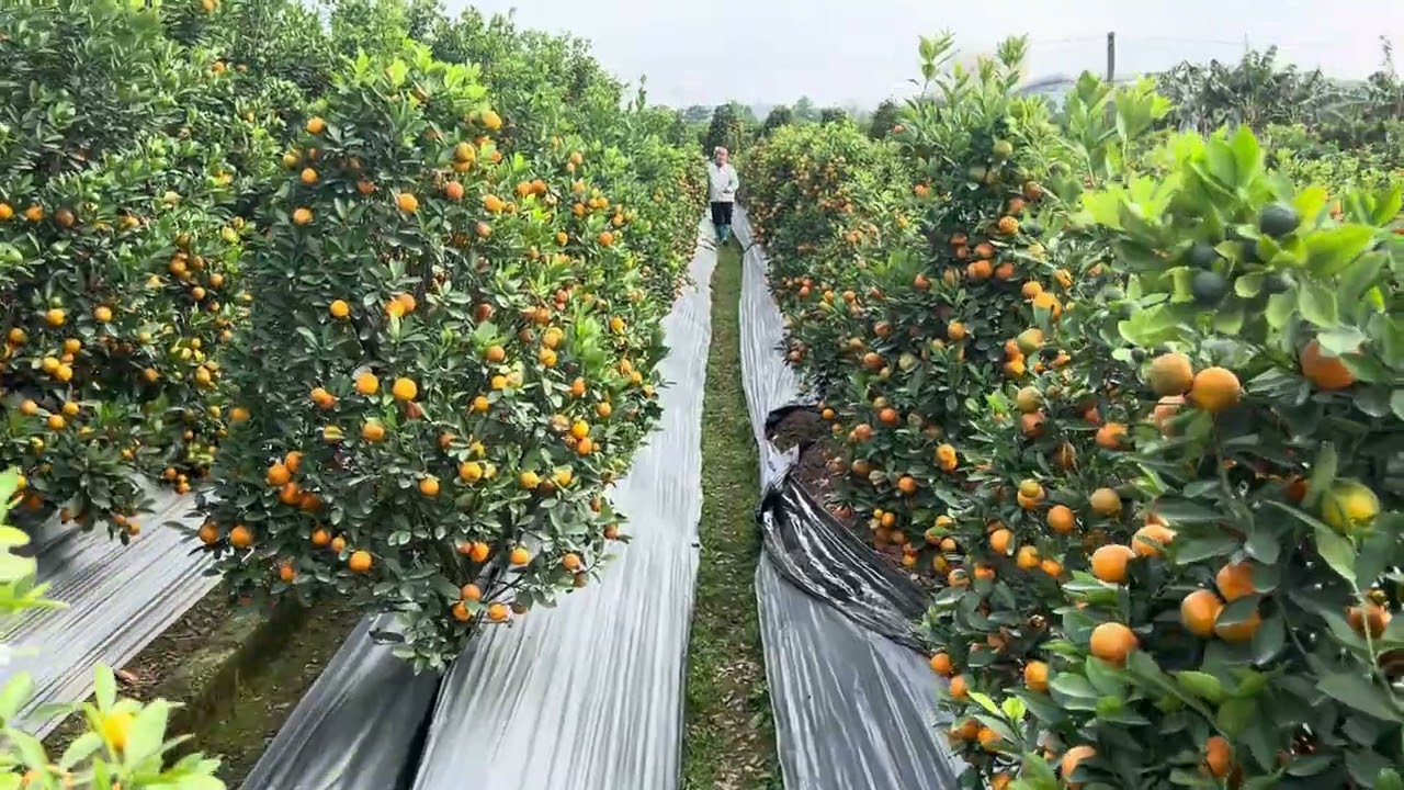 Quất tháp lùm dáng thông của cô dịu