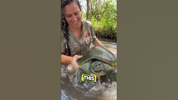 The Secret Trick to Catching Turtles. #shorts