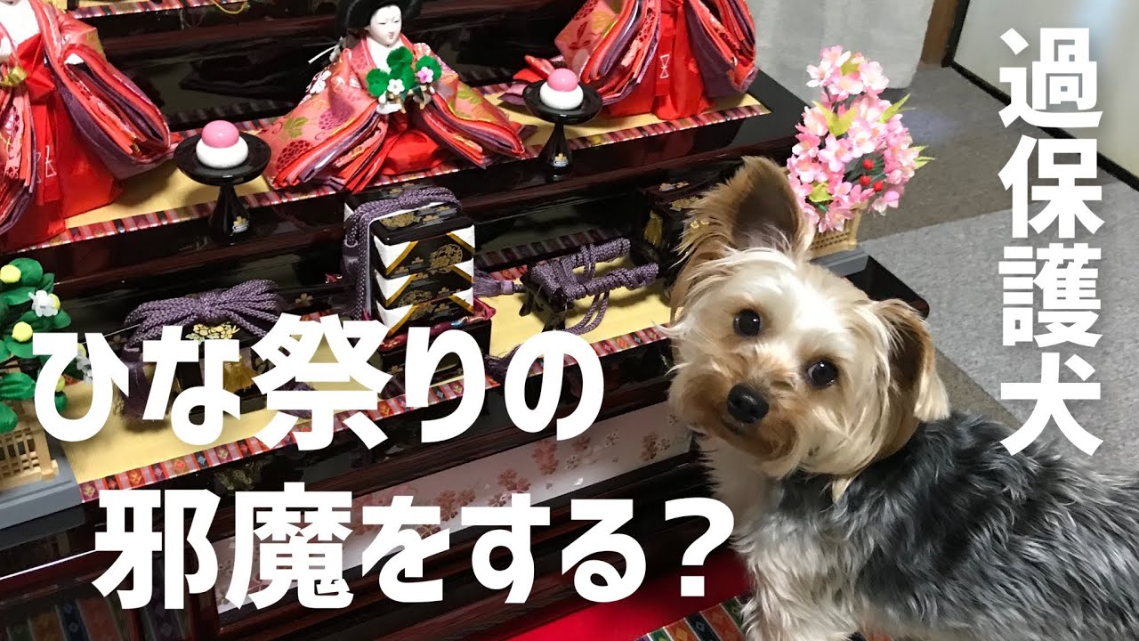 ひな祭りの準備を邪魔するヨークシャテリア 過保護犬エルモ Youtube