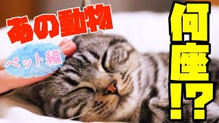 【占い】動物を12星座に当てはめてみた！【ペットとして飼える動物編】