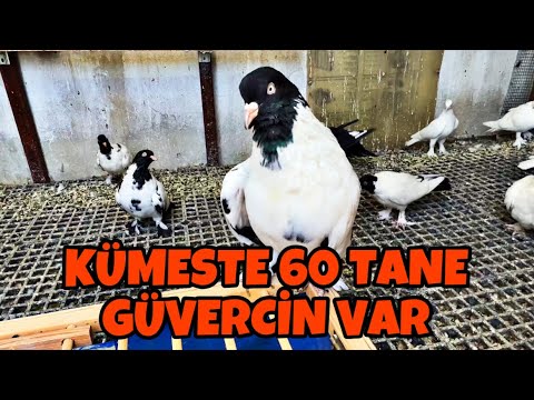 KÜMESİ YENİ GÜVERCİNLERLE