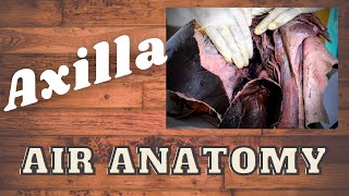 Boundaries of the Axilla | Air Anatomy