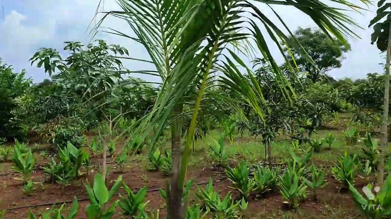 AGRICULTURE LAND FOR SALE AT PASTAPUR VILL, ZAHEERABAD. 2KM FROM NH65