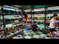 AMAZING Vietnam Fish Store Tour! So Many FISH!!
