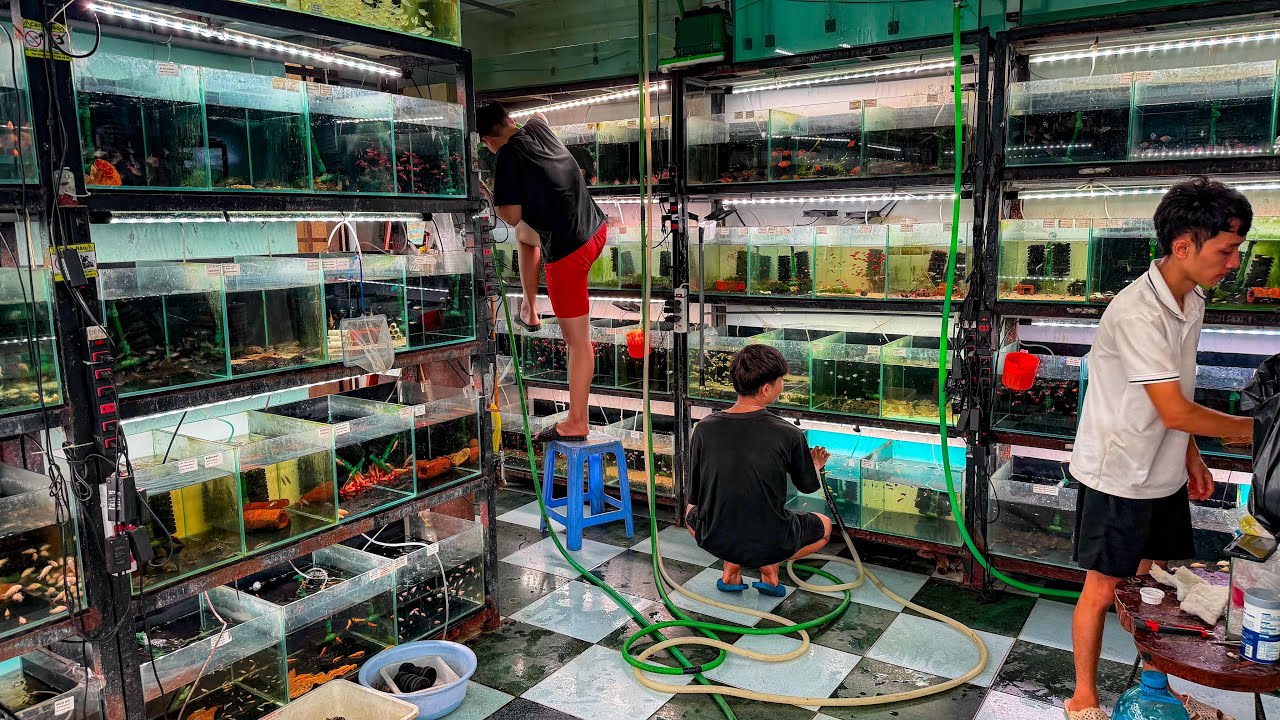 AMAZING Vietnam Fish Store Tour! So Many FISH!!
