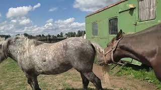 Жеребец опять знакомится с Альфай